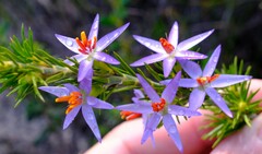 Calectasia narragara