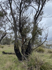 Eucalyptus amygdalina