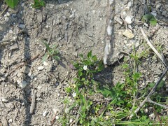 Centranthus calcitrapae