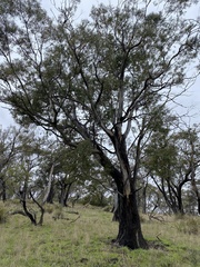 Eucalyptus amygdalina