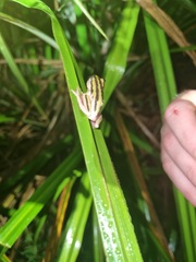 Hyperolius marmoratus