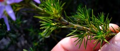 Calectasia narragara