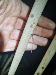 Agriocnemis falcifera