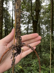 Dolichoderus kinabaluensis