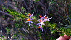 Calectasia narragara