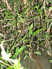 Hyperolius tuberilinguis