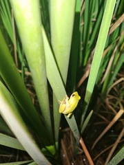 Hyperolius tuberilinguis