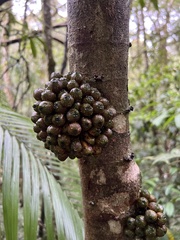 Ficus