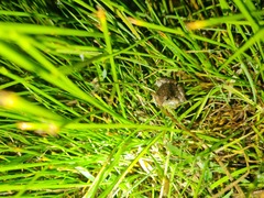 Phrynobatrachus natalensis