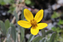 Bidens sharpii