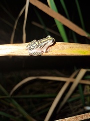 Hyperolius marmoratus