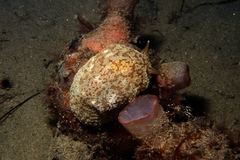 Pleurobranchaea maculata