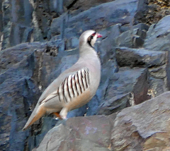 Alectoris chukar