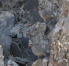 Alectoris chukar