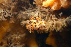 Thecacera pennigera