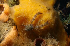 Galathea australiensis