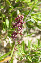 Veratrum formosanum