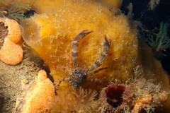 Galathea australiensis