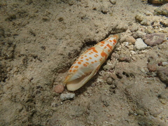 Mitra mitra