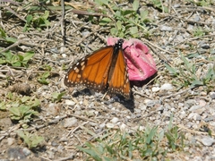 Danaus erippus