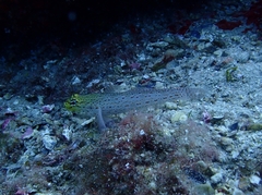 Gobius xanthocephalus