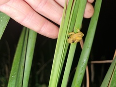 Afrixalus spinifrons