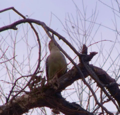 Melanerpes
