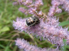 Lasiotrichius succinctus