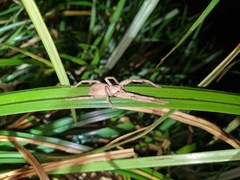 Palystes superciliosus