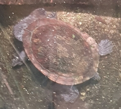 Chelodina mccordi