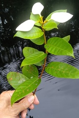 Mussaenda tenuiflora image
