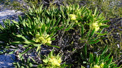 Hakea eneabba