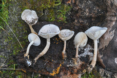 Clitocybe truncicola
