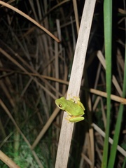 Hyperolius tuberilinguis