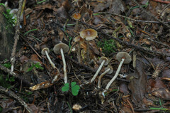 Psilocybe medullosa