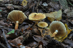 Pholiota lucifera