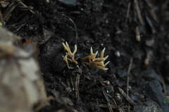 Clavulinopsis rufipes