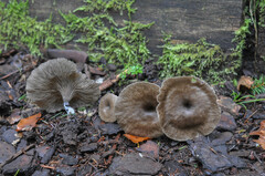 Lyophyllaceae