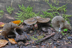 Lyophyllaceae