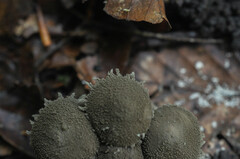 Melanophyllum haematospermum