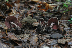 Melanophyllum haematospermum