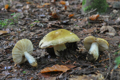 Russula viscida chlorantha