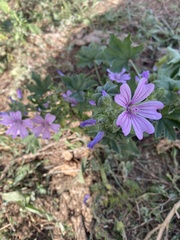 Malva sylvestris