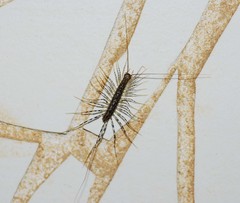 Thereuonema tuberculata