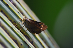 Cephrenes augiades