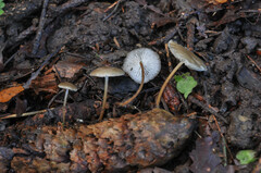 Strobilurus conigenus