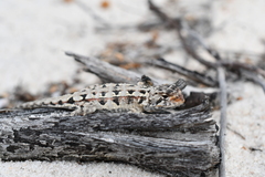 Ctenophorus adelaidensis