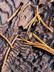 Platybunus