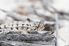 Ctenophorus adelaidensis