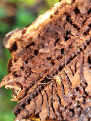 Platybunus